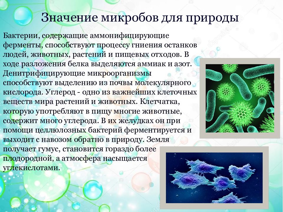Общая характеристика бактерий - строение, питание, классификация
