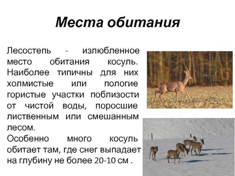 Европейская косуля, или козуля | мир животных и растений