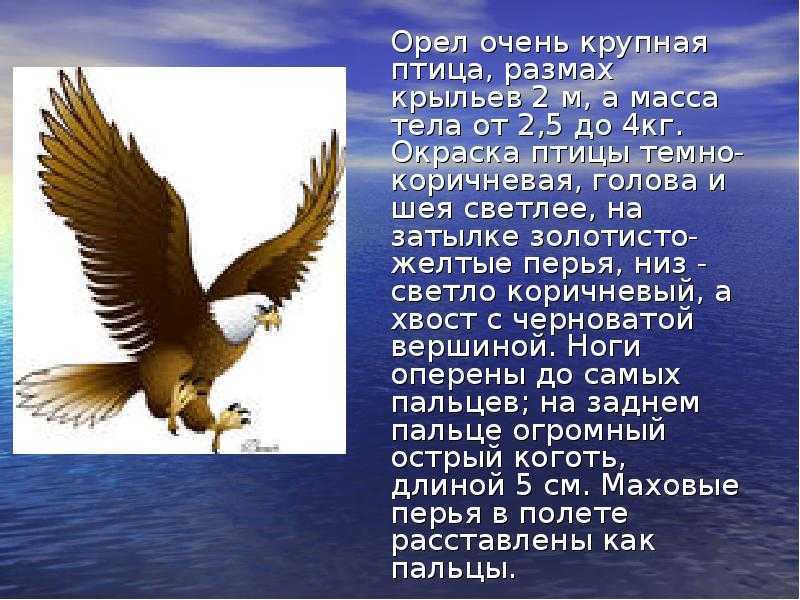 Орел - 85 фото особо крупной хищной птицы семейства ястребиных