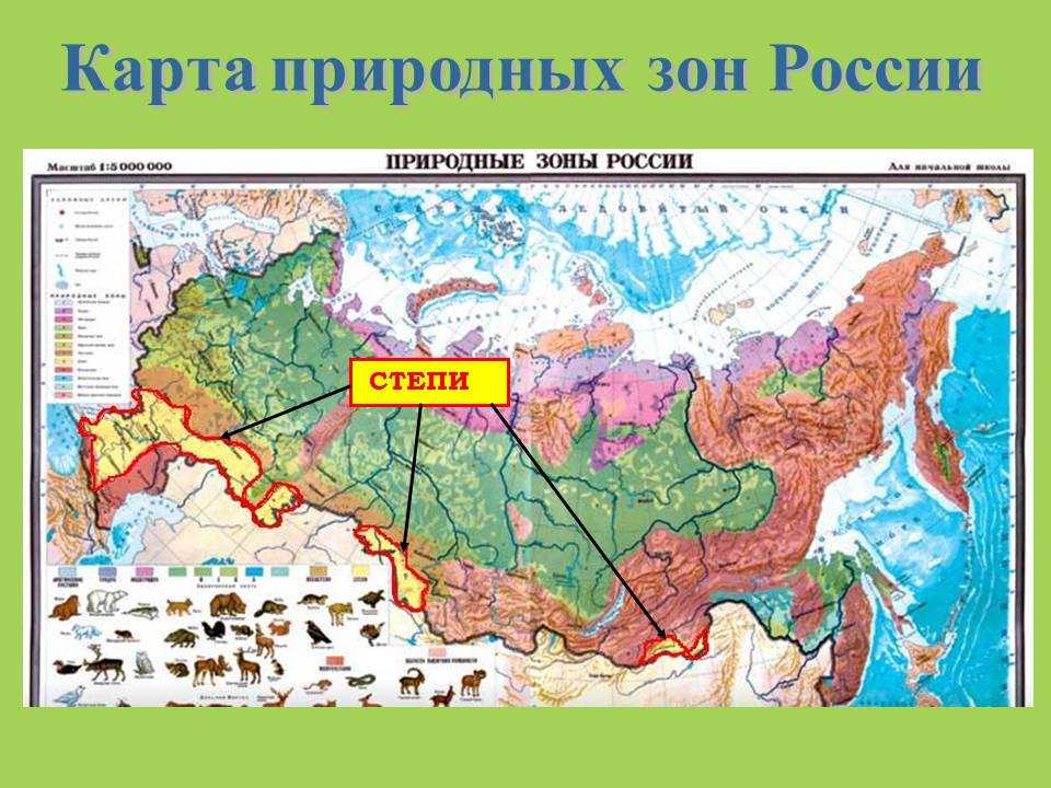 Лесостепи и степи россии