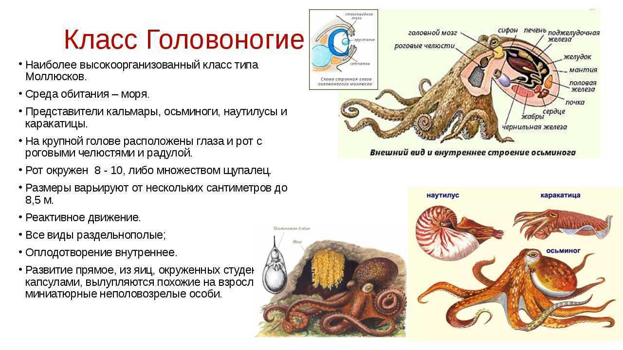 Презентация тип моллюски 7 класс биология общая характеристика