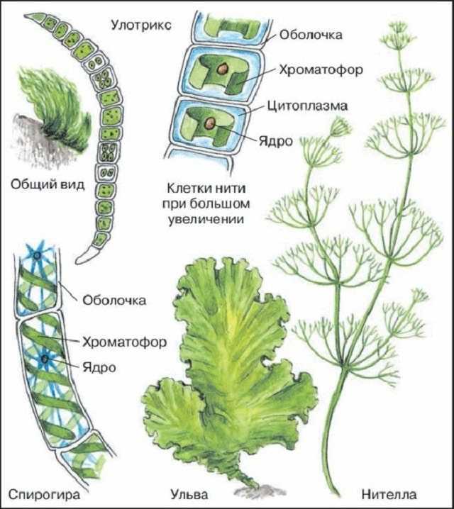 Роль водорослей в природе и жизни человека