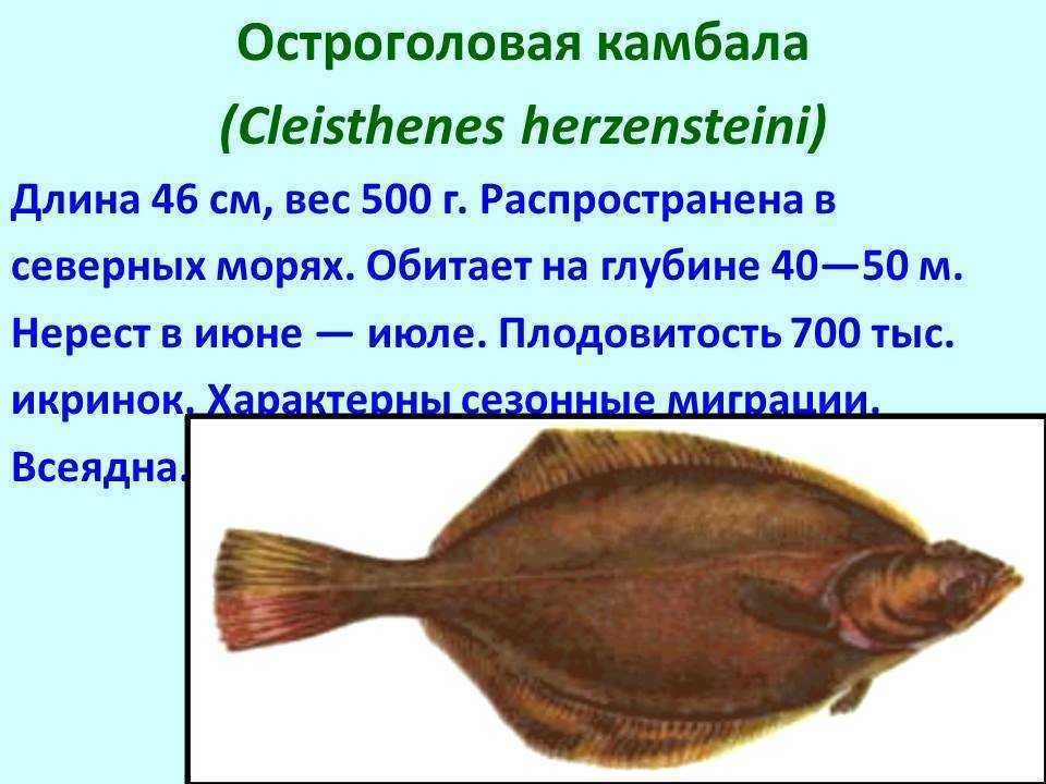 Камбала полезные свойства, возможный вред для организма