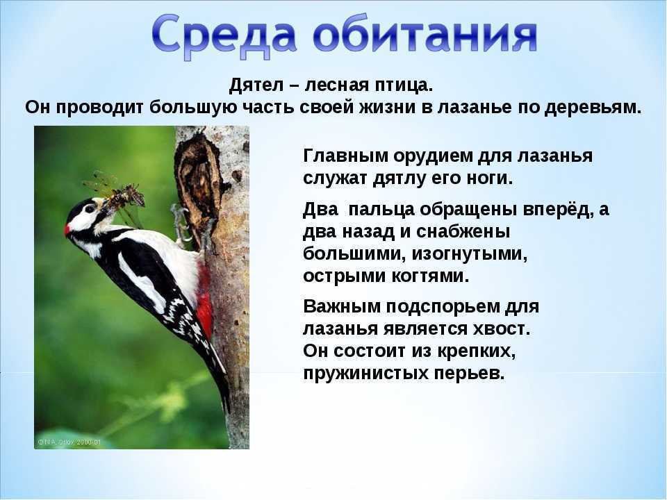 Дятел - описание птицы, особенности, чем питается, среда обитания