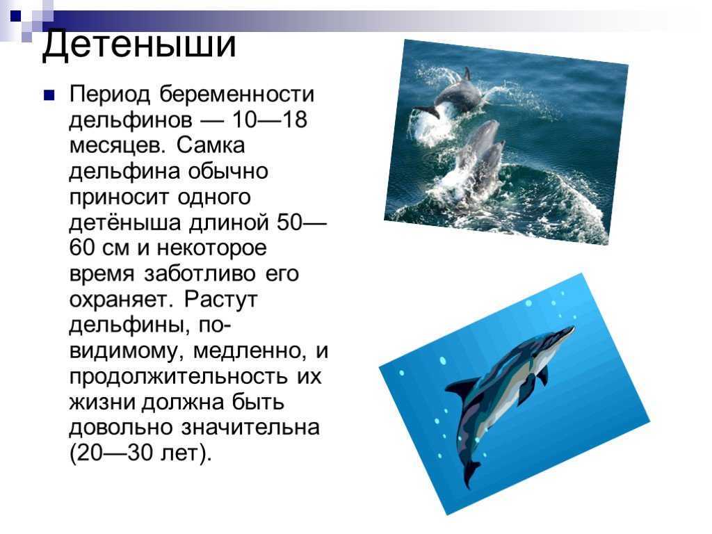 Звук в слове дельфины. Дельфины презентация. Сообщение о дельфине. Презентация про дельфина. Презентация про дельфинов.