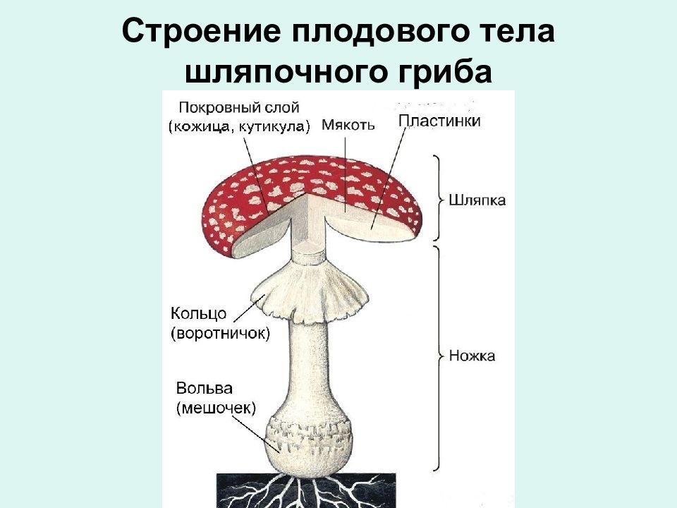 Плодовое тело гриба. Строение шляпочного гриба мухомора. Строение шляпочных грибов рисунок. Строение шляпочного гриба строение. Строение гриба мухомора рисунок.