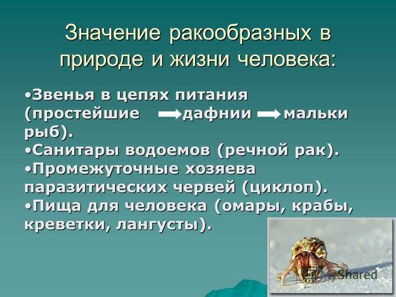 Ракообразные в природе и жизни человека. Значение ракообразных в природе и жизни человека. Значение ракообразных в природе. Значение казуобразныхв природе и жизни человека. Роль ракообразных в природе.