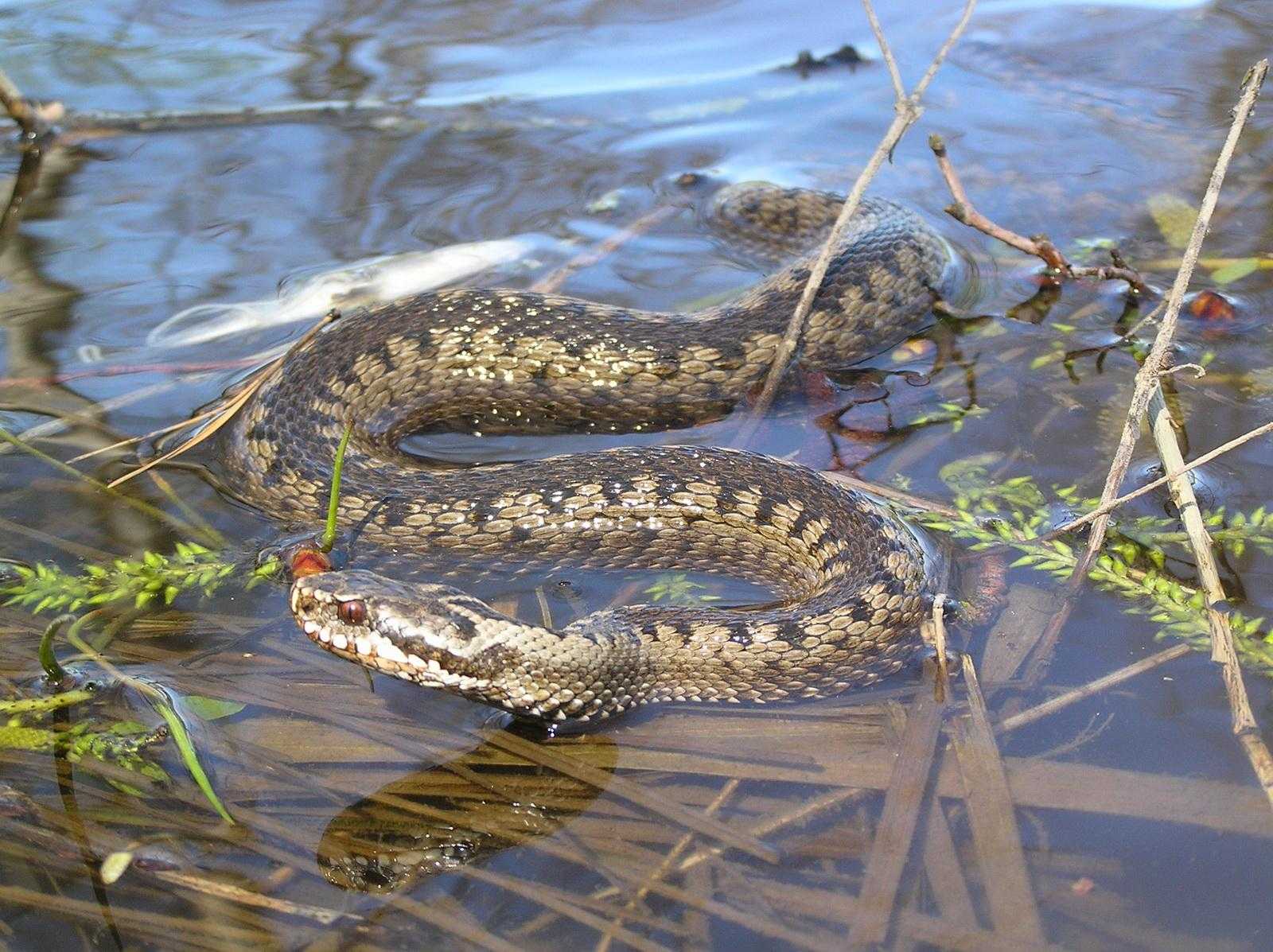 Где нет змей. Змея гадюка Болотная. Гадюка Болотная гадюка. Водяной уж (Natrix tessellata). Амазонская Болотная змея.