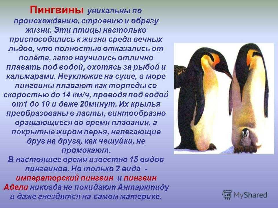 Про пингвина рассказ 1. Описание пингвина. Информация о пингвинах. Пингвины кратко. Сообщение о пингвинах.