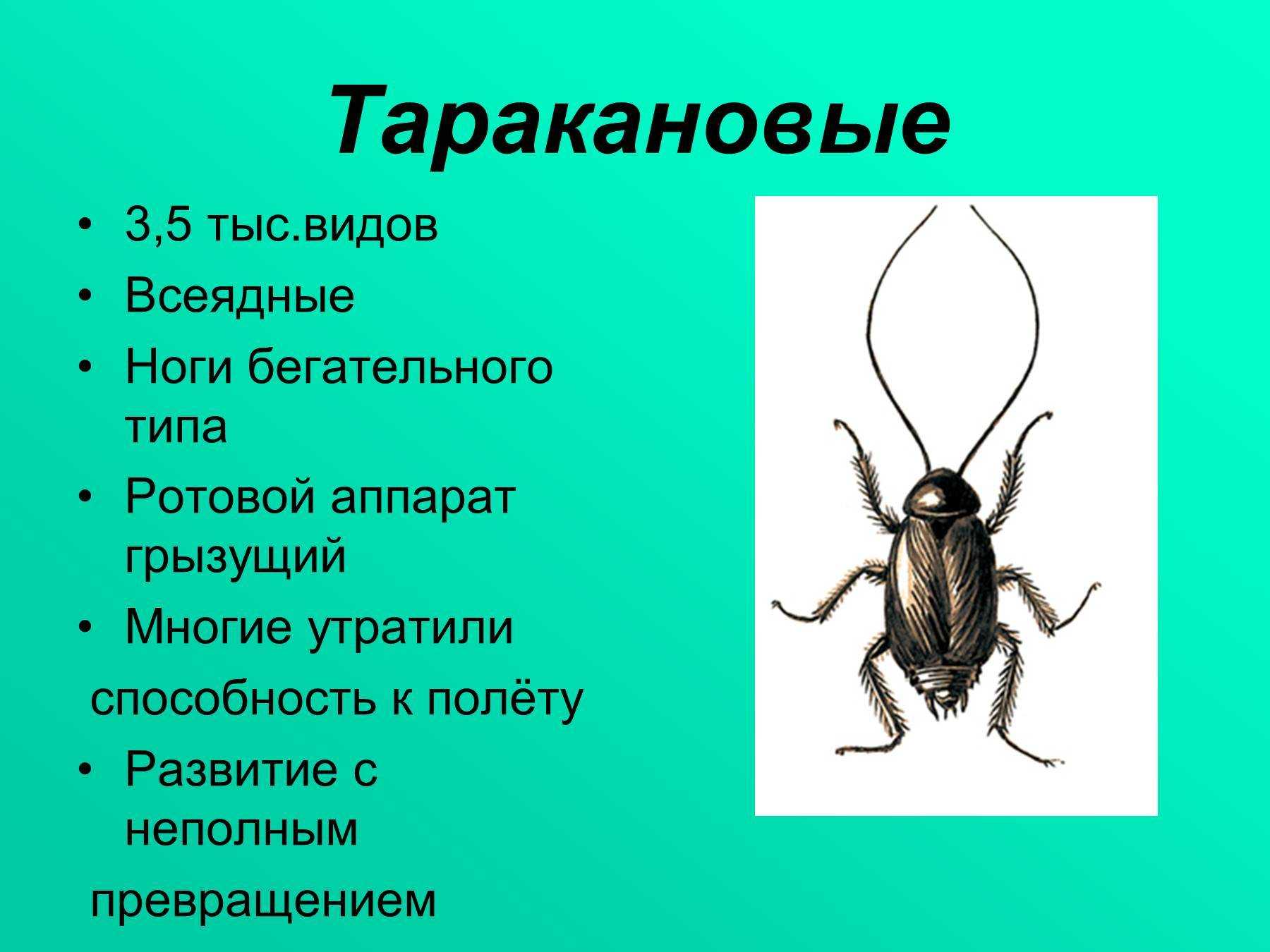 Жуки: какие есть виды этих насекомых (фото с названиями)