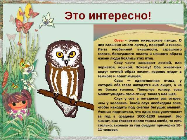 Текст про сову. Рассказ Сова Бианки 2 класс. Рассказ Бианки Сова 2 класс литературное чтение. Рассказ о сове. Сказка про сову для детей.