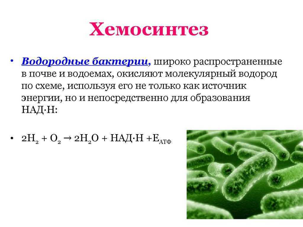Определение и примеры хемосинтеза