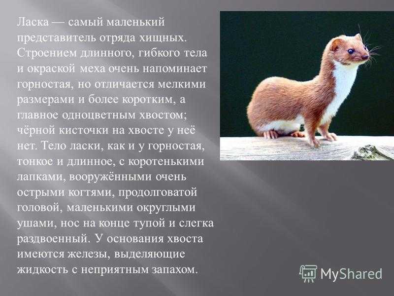 Доклад про ласку сообщение 2, 3, 4 класс