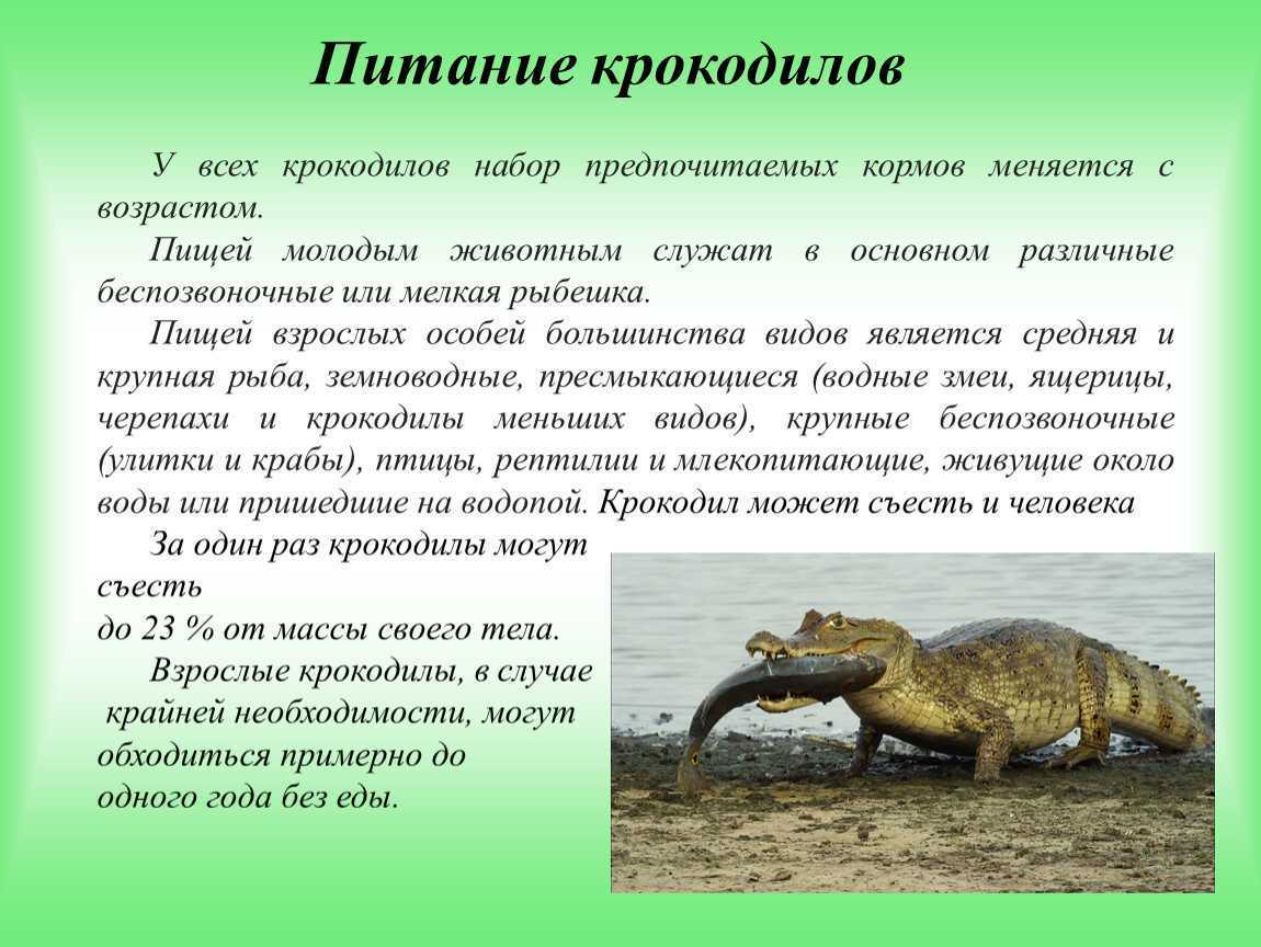 Крокодил млекопитающее или нет. Крокодилы презентация. Презентация про крокодилов. Крокодилы кратко.