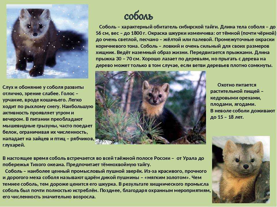 Соболь животное. описание, особенности, виды, образ жизни и среда обитания соболя