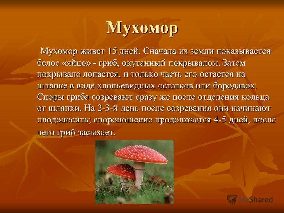 Краткое описание мухомора. Мухомор красный сообщение 3 класс окружающий мир. Информация о мухоморе. Мухомор красный доклад. Мухомор описание.