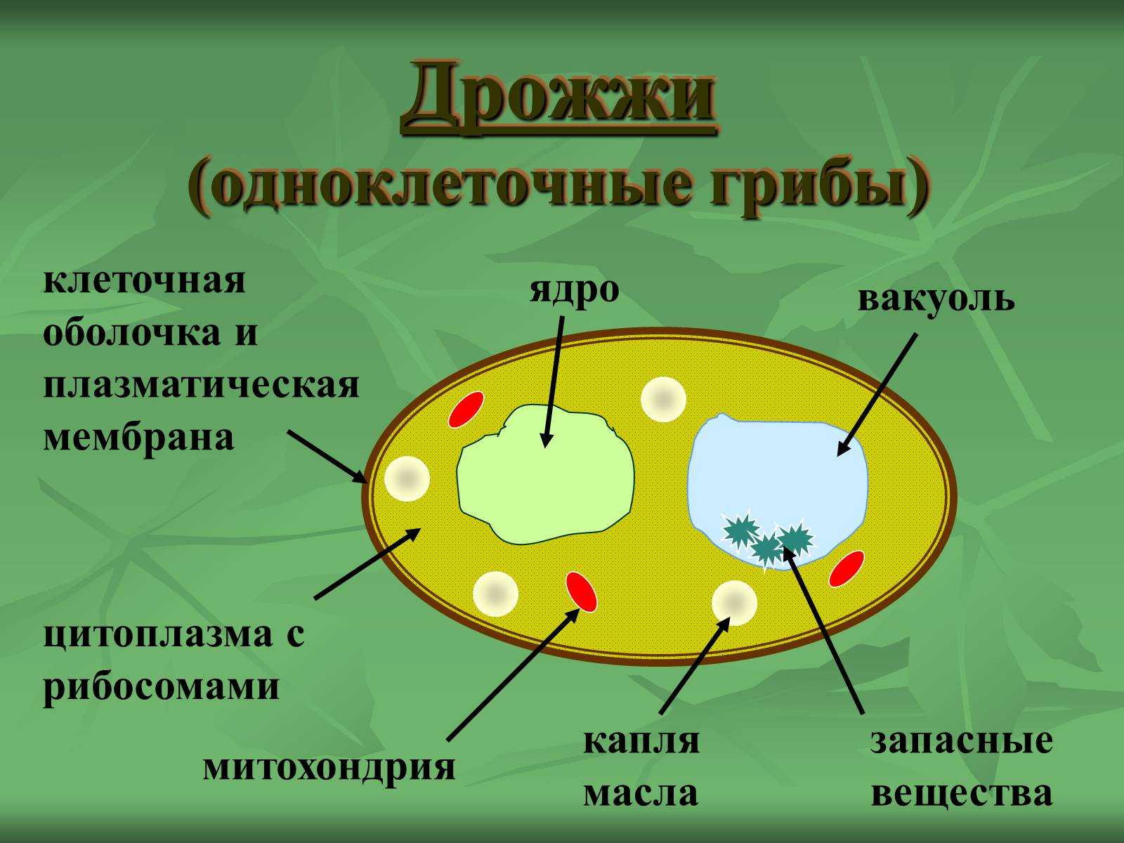 Как называют изображенную на рисунке клеточную структуру вакуоль ядро хлоропласты