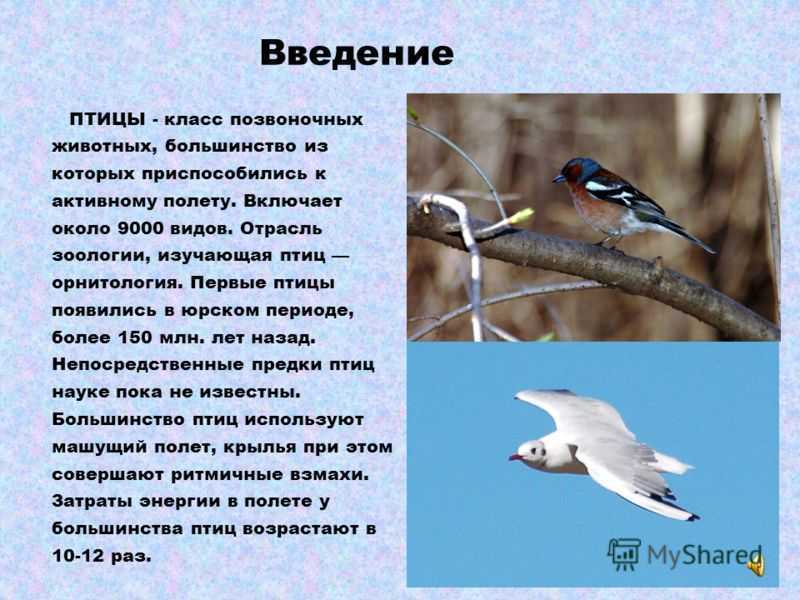 Водоплавающие птицы: характеристика, отряды, виды и фото — природа мира