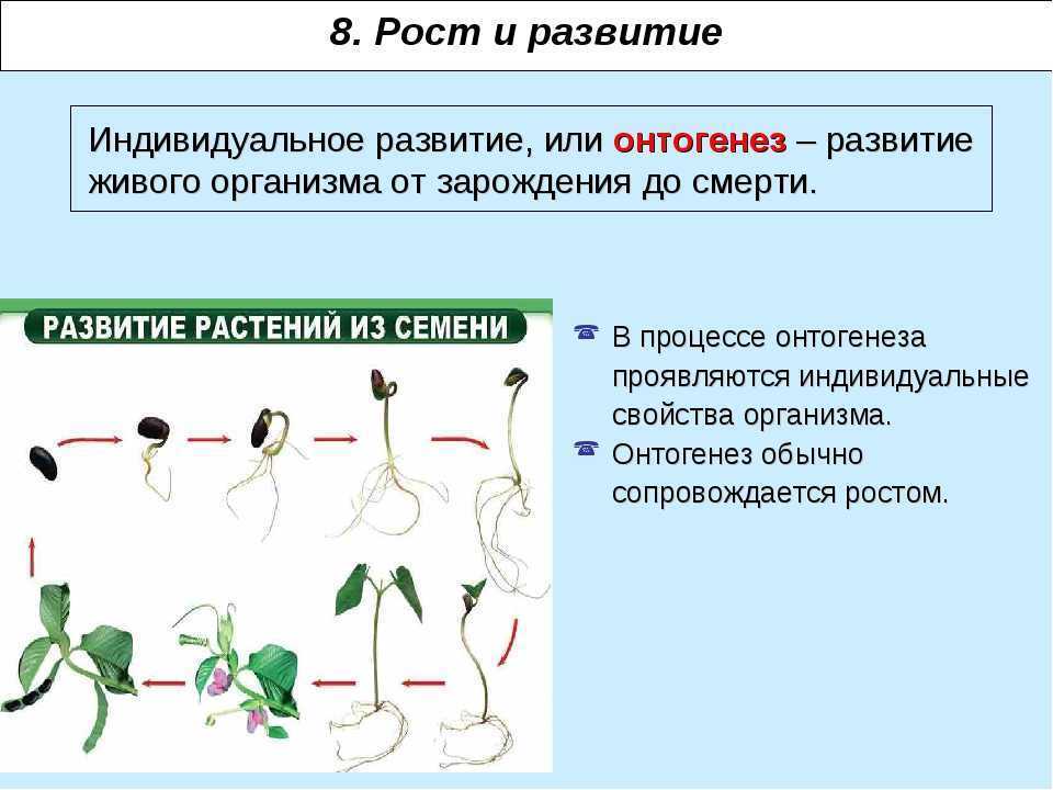 Рост и развитие организмов 6 класс биология презентация