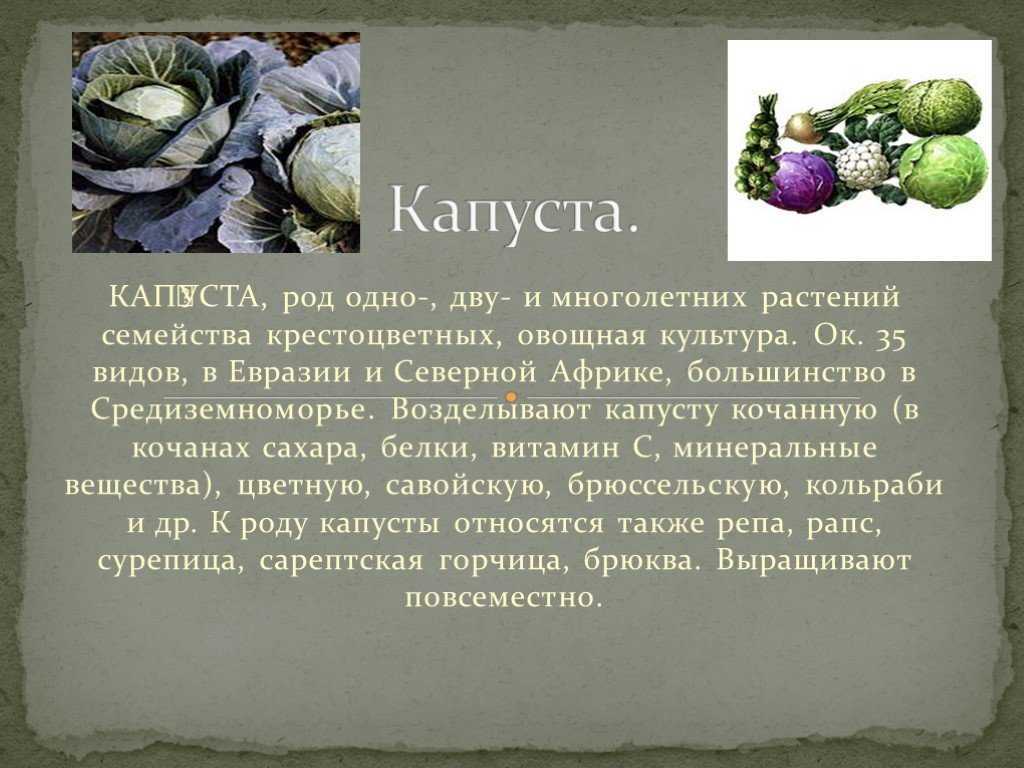 История капусты как овощной культуры