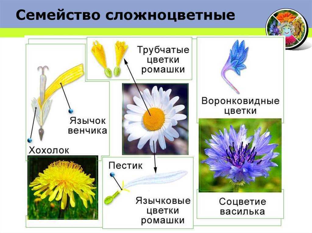 Презентация по биологии 6 класс сложноцветные