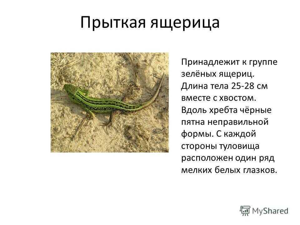 Ящерицы - виды рептилий, строение тела, длина хвоста, размеры яиц