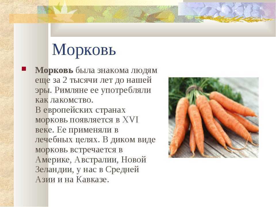 ​морковь – очень   полезный и   лечебный овощ — общенет
