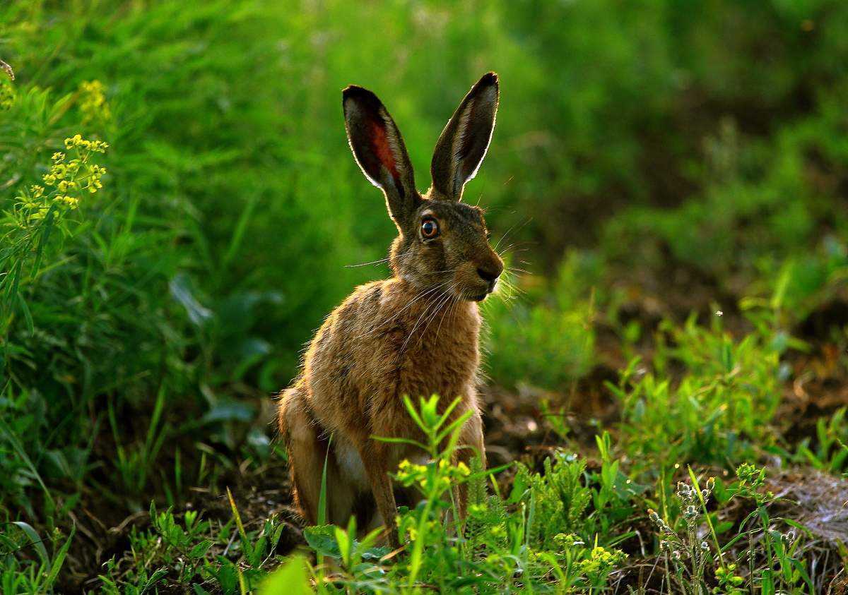 Заяц — виды, рацион питания, окраска, места обитания, враги, а также интересные факты о животных