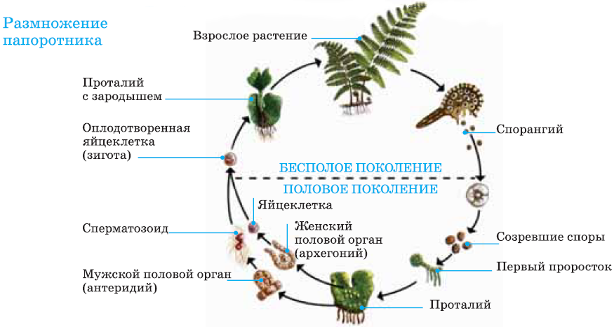 Схема размножения папоротника 6 класс схема