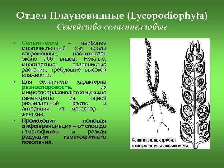 Конспект отдел плауновидные