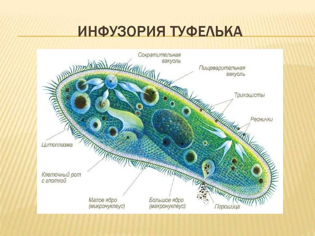 Простейшие картинки биология