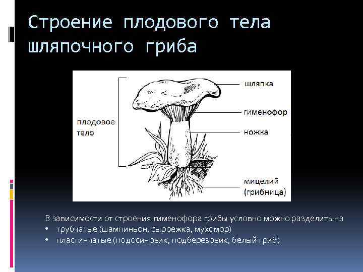 Таблица особенности строения пластинчатый гриб трубчатый гриб. Строение гриба гименофор. Пластинчатый гименофор. Строение плодовых тел шляпочных грибов.