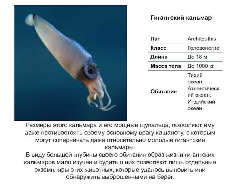 Включи навык кальмар. Кальмар описание. Особенности кальмара. Экологическое описание кальмара.