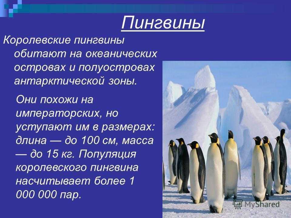 Рассказ про пингвина 1 класс. Пингвины презентация. Сведения о пингвинах. Презентация на тему пингвины. Интересные сведения о пингвинах.
