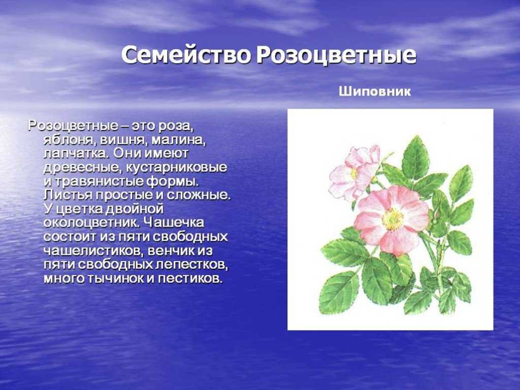 Семейство розоцветные характеристика, описание, представители