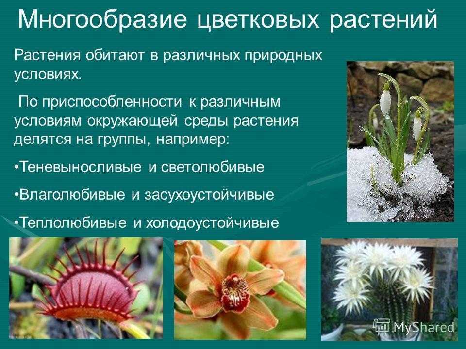 Обитания покрытосеменных. Многообразие цветковых растений. Разнообразие цветковых культур. Разнообразие растений в природе. Цветковые растения доклад.