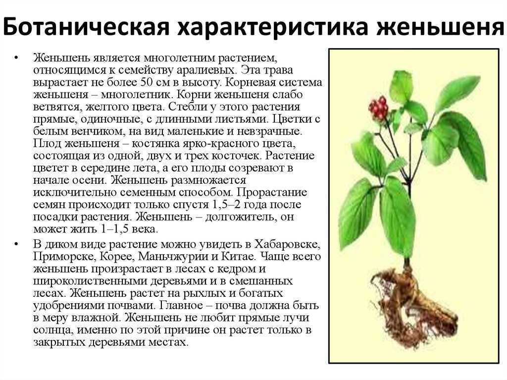 Картинка женьшень из красной книги