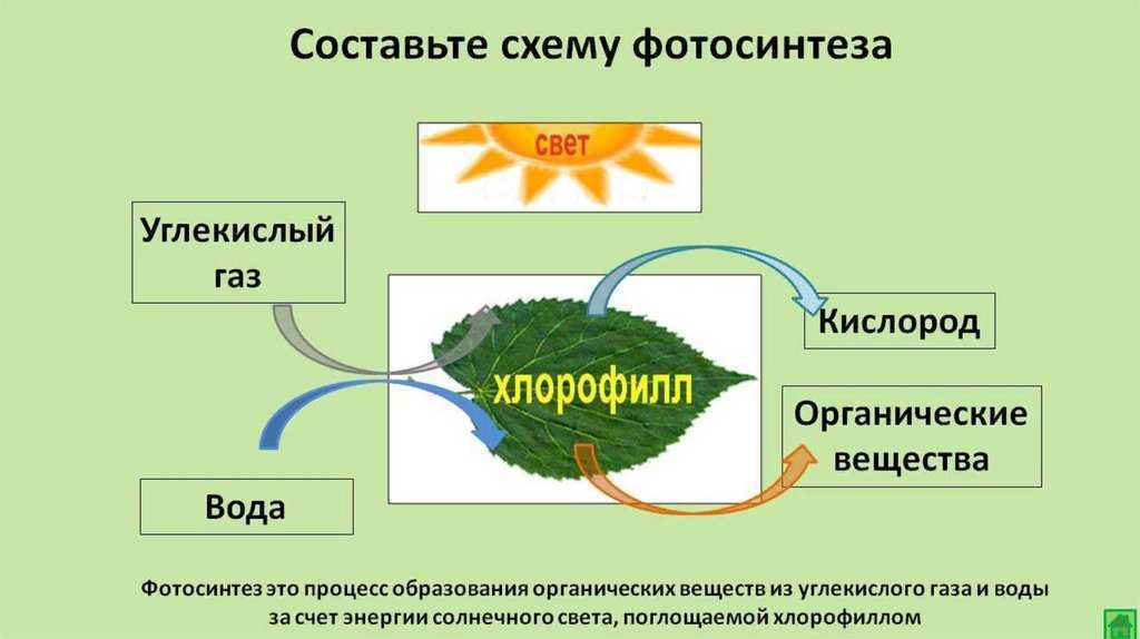 Общая схема фотосинтеза