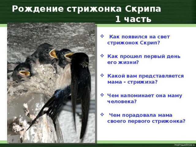 Краткое содержание астафьев стрижонок скрип за 2 минуты пересказ сюжета
