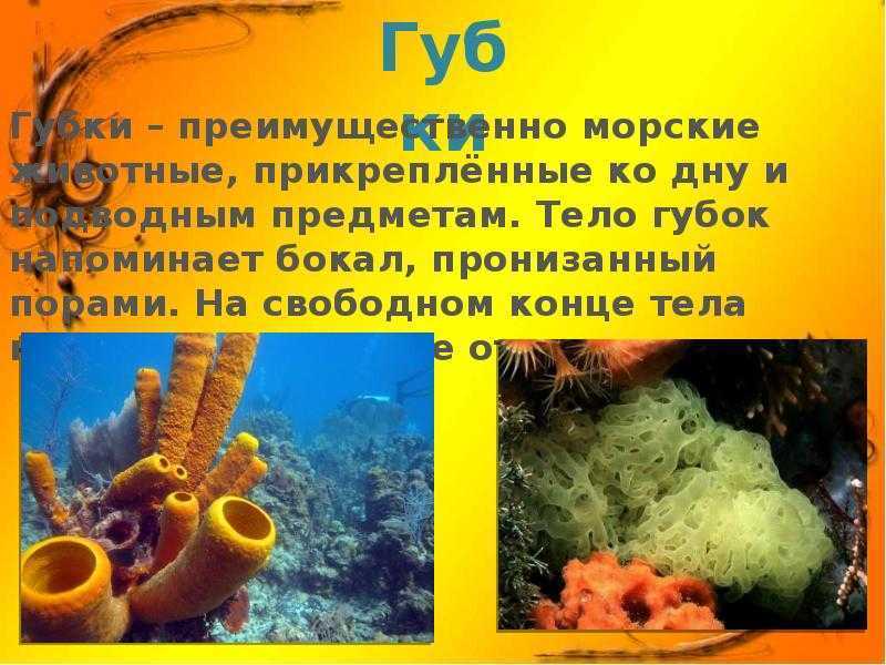 Беспозвоночные: характеристика, классификация, примеры, системы - наука - 2023