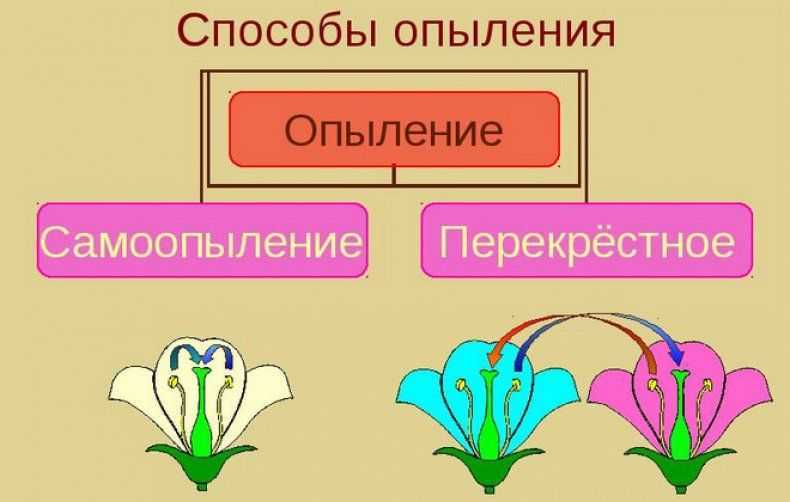 Схема опыления биология 6 класс