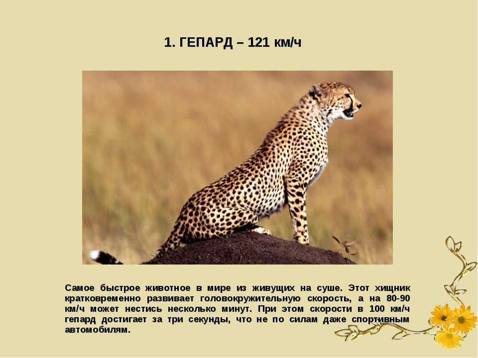 Гепард