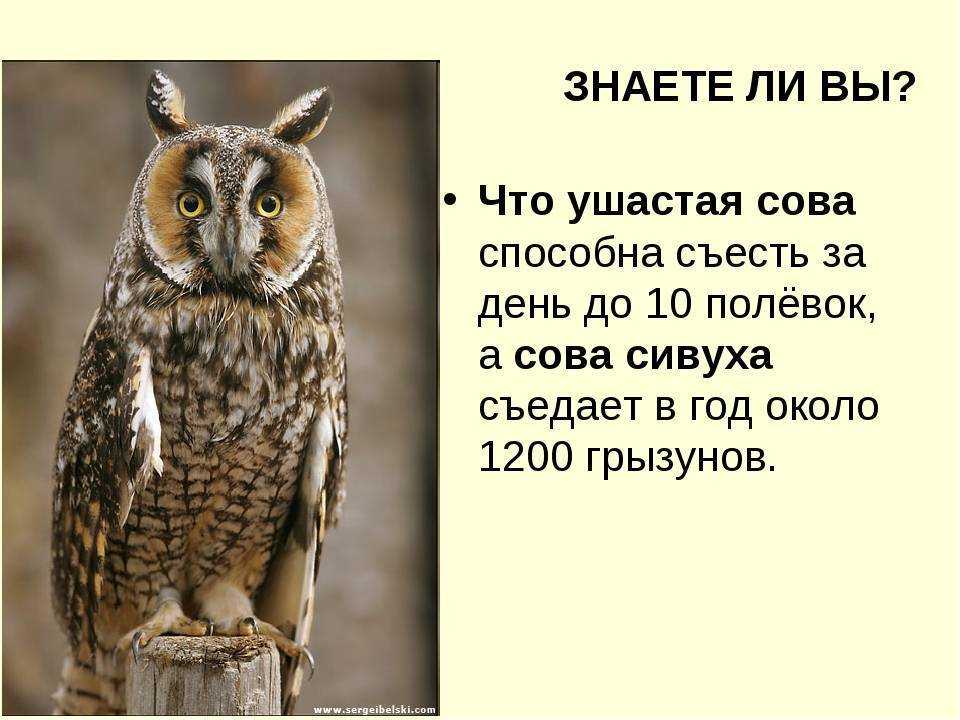 Исследовательская работа" сова- символ мудрости"