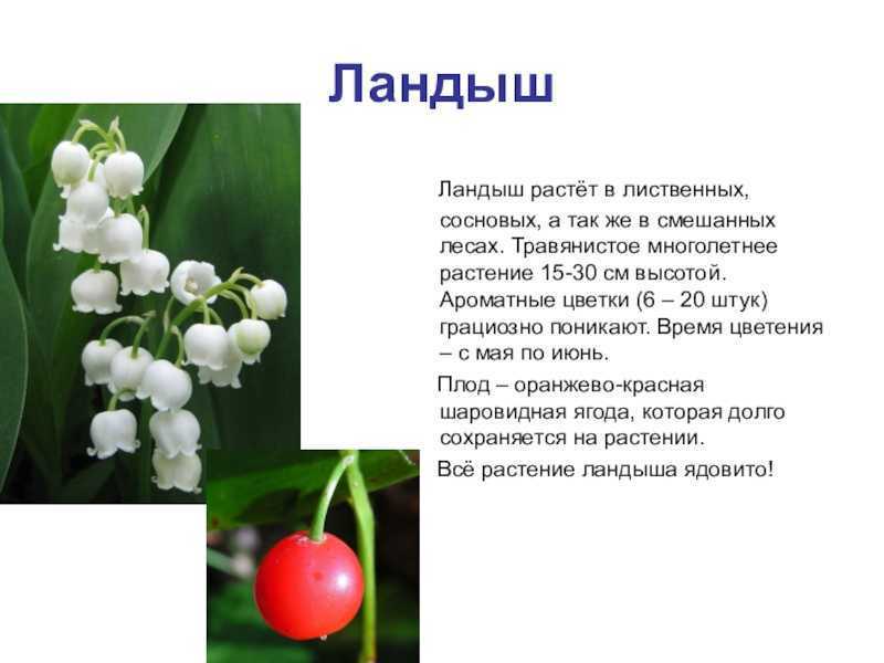 Доклад-сообщение ромашка для детей 1, 2, 3, 4 класса, окружающий мир