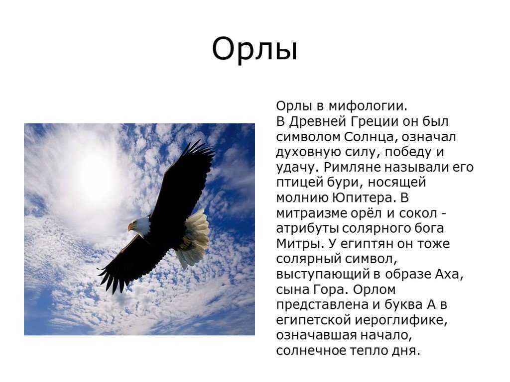 Жизнь орлов. хищная птица орел: описание жизни орлов, зрение, охота, гнезда и орлята. виды орлов с фото и видео. | интересные факты