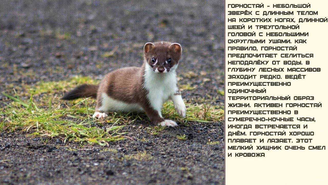 Горностай - куньи | некоммерческий учебно-познавательный интернет-портал зоогалактика