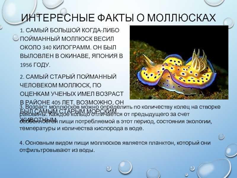 Тип моллюски