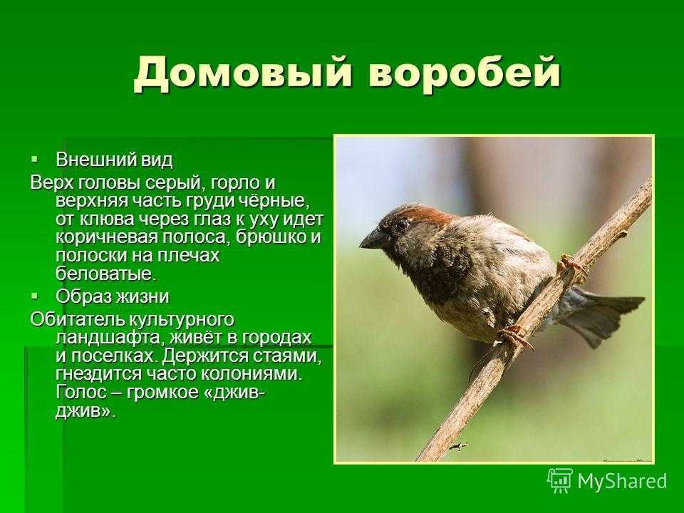 Воробей