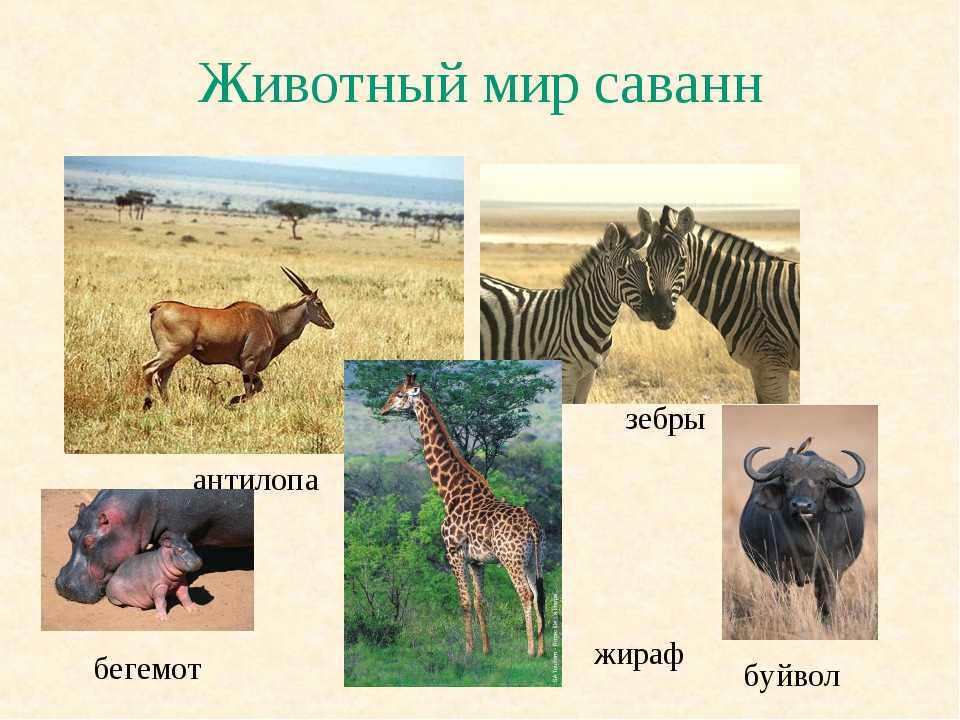Кто живет в африке животные. Животные саванны. Животные саванны список. Животный мир саванны названия. Типичные животные саванны.
