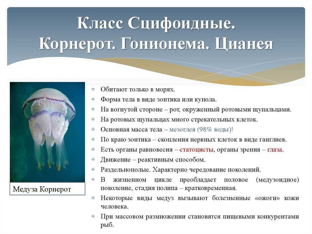 Медузы: сцифоидные и кубомедузы. особенности ядовитых видов медуз